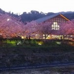 桜写真２