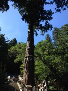 ご神木
